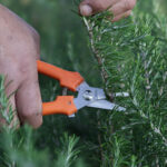 Makaze za voće grane Falket 1650 - Image 2