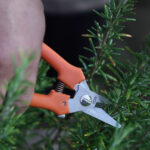 Makaze za voće grane Falket 1650 - Image 3