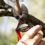 Makaze za voće grane sa dvostrukim sječivom  Falket 2100 - Image 3